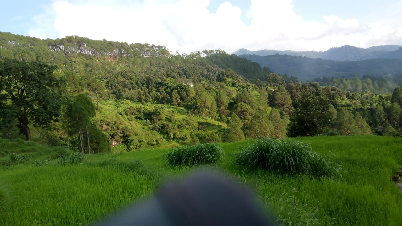 बागेश्वर के जंगल.jpeg