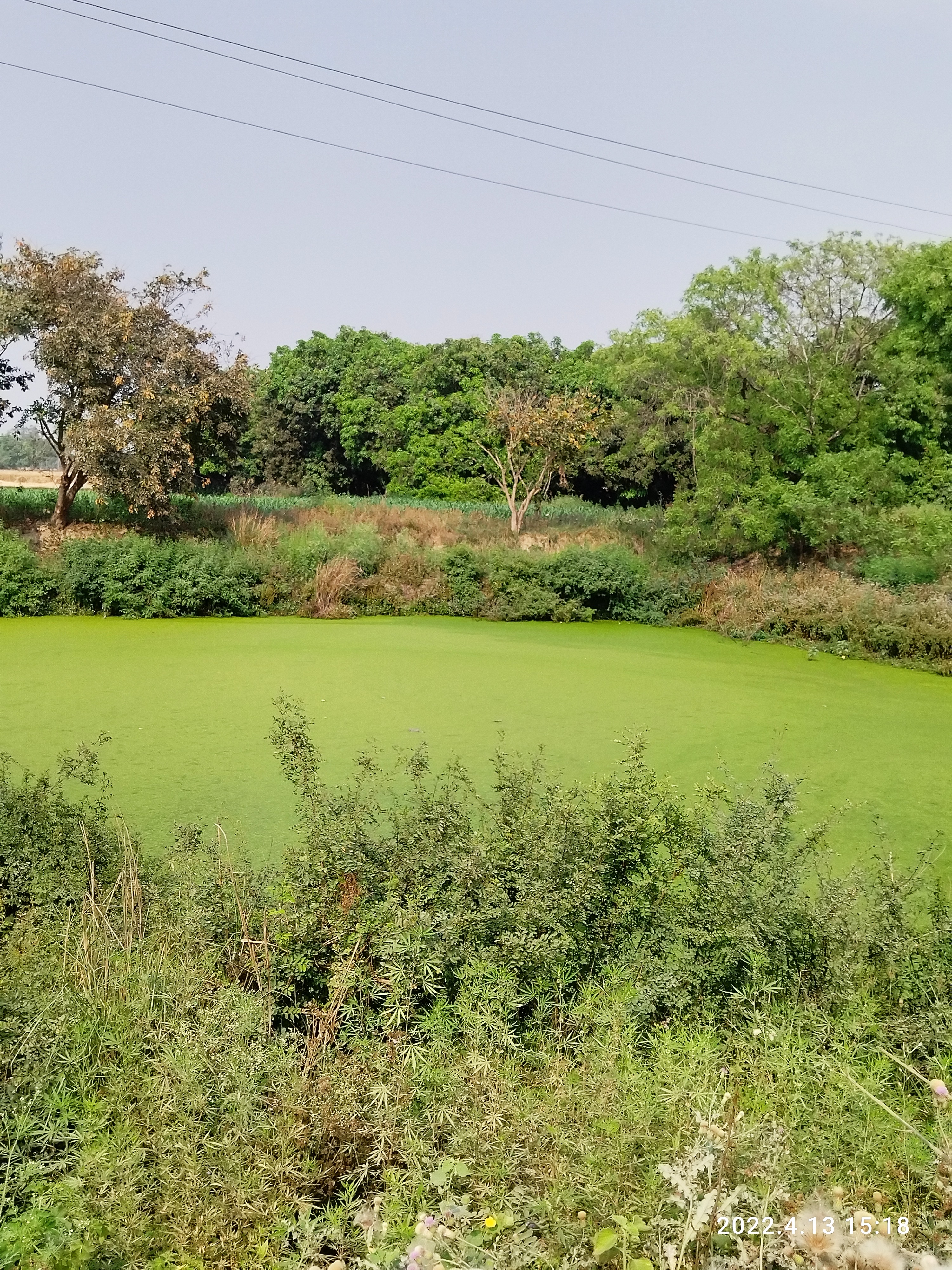 Pond