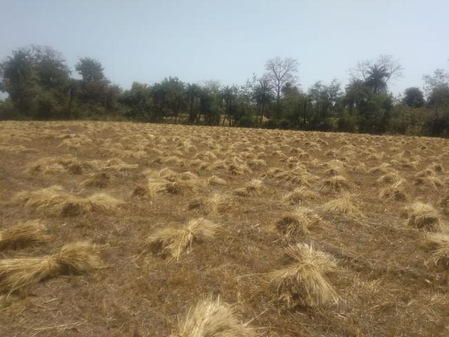 Crop at Farm 1.jpeg