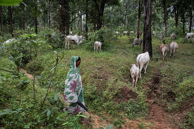 Forest-Grazing2_Cassey.jpg