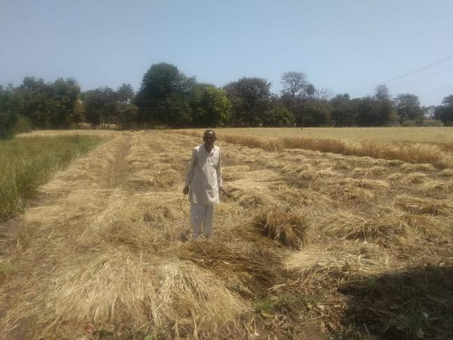 Wet Crop at Farm 2.jpeg