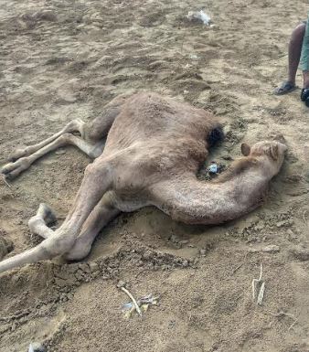 camel.JPG