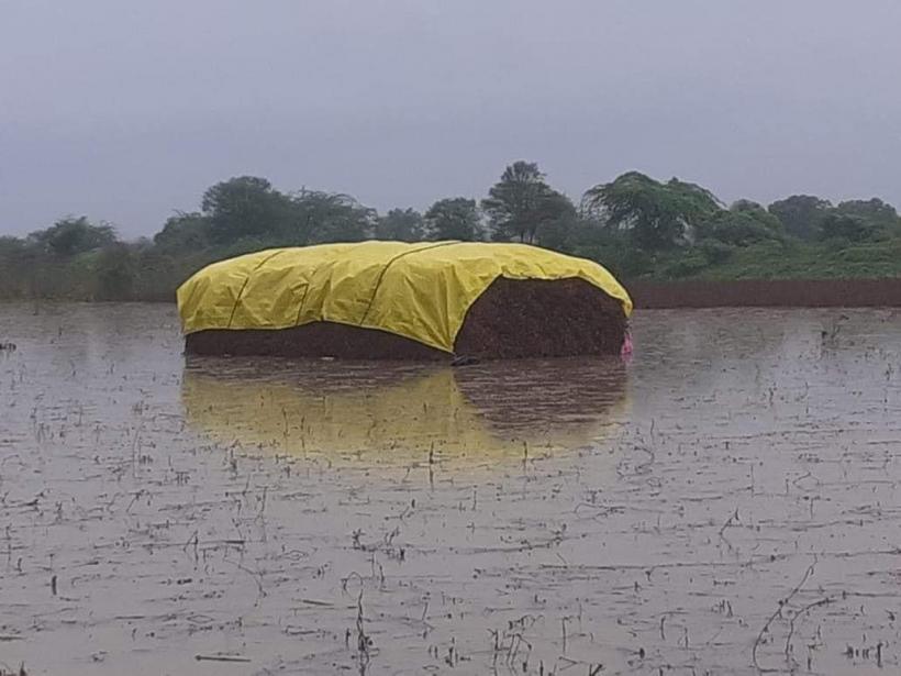 crops maha2.jpg
