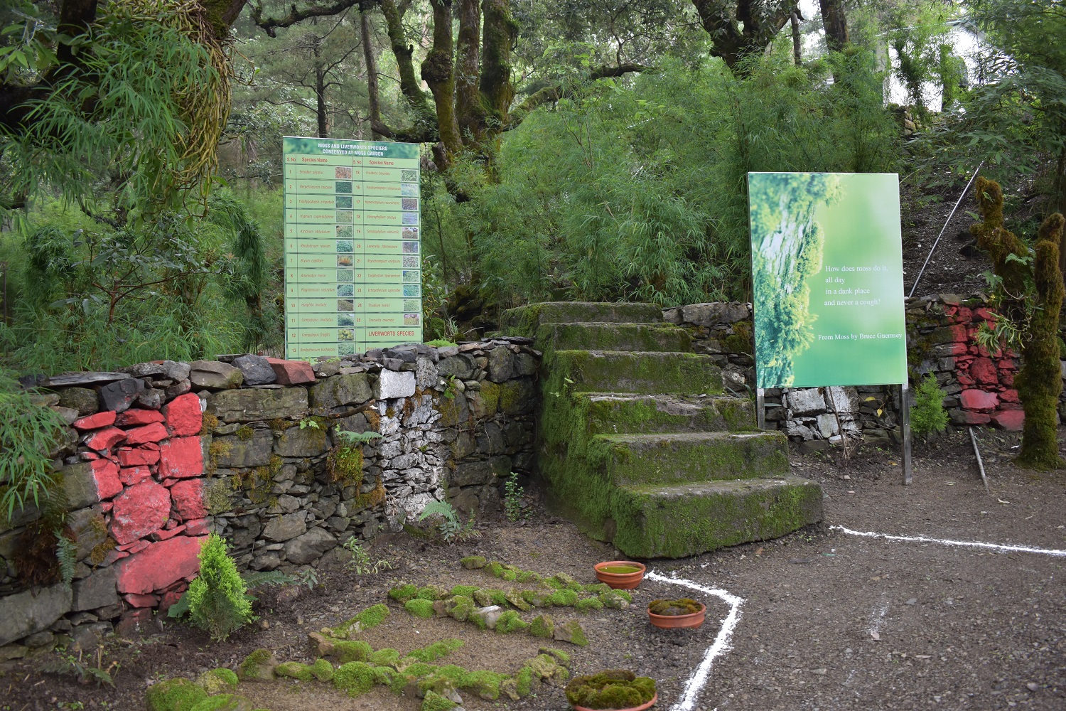 garden new.jpg
