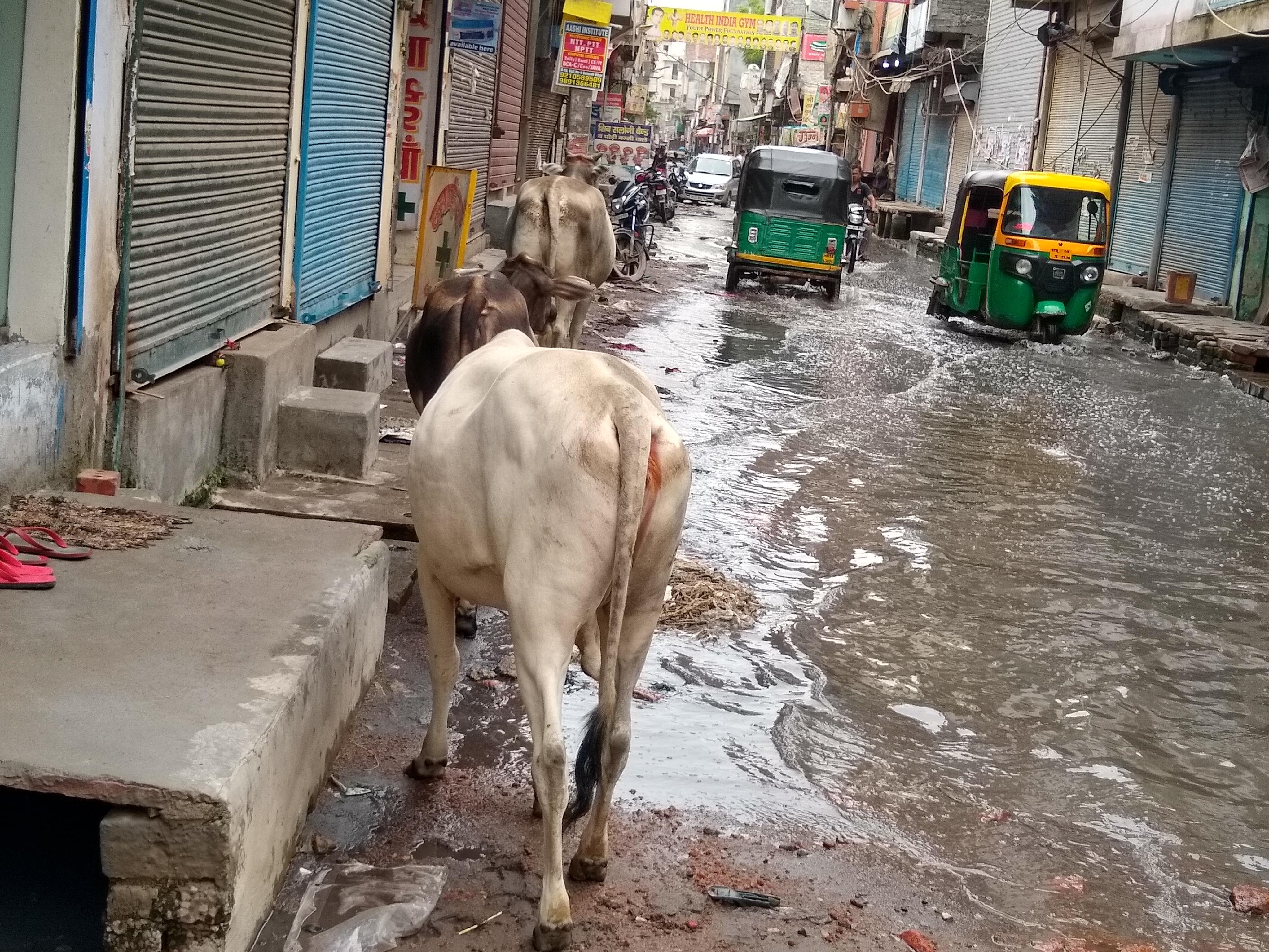 Delhi