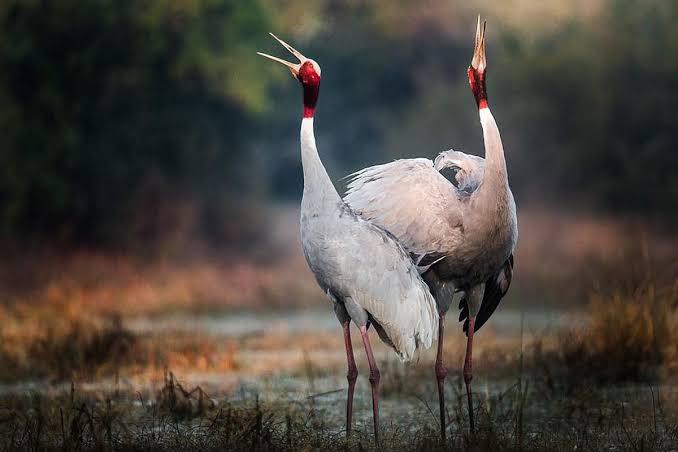 तस्वीर: sarus ( साभार: Knocksense India)