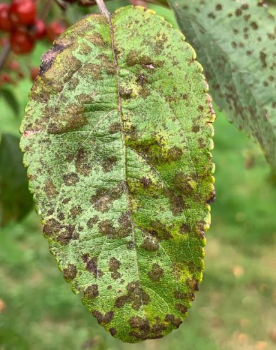 leaf.png