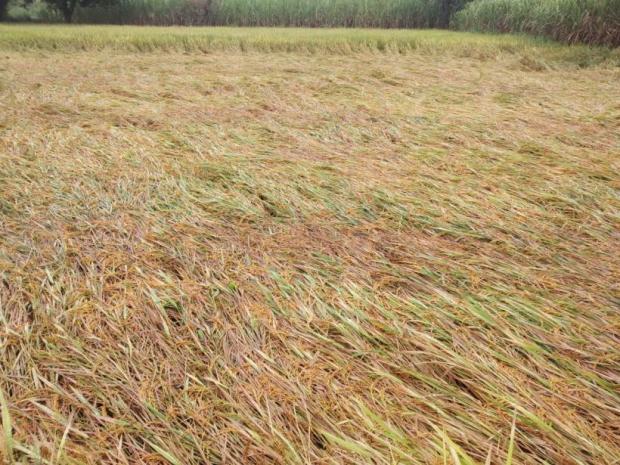 maha crops 3.jpg