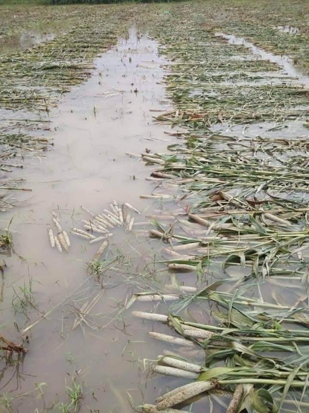maha crops 5.jpg