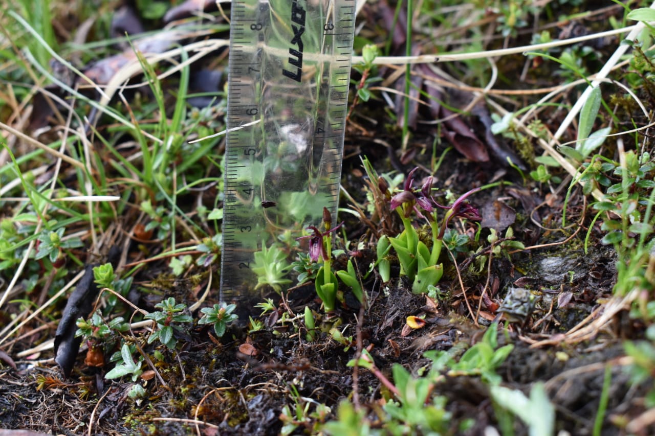 orchid in chamoli2.jpeg