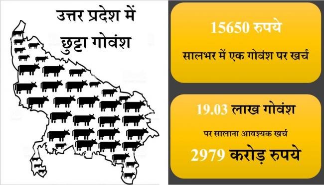 stray cattle and cost on stray cattle in UP.JPG