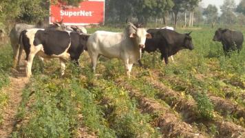 सांकेतिक तस्वीर