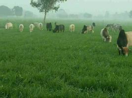 सांकेतिक तस्वीर