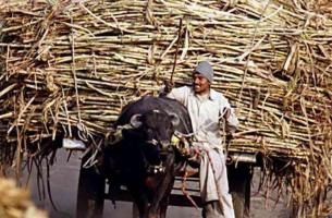 गन्ना किसान