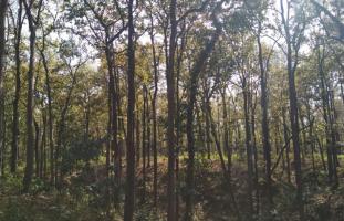 forest
