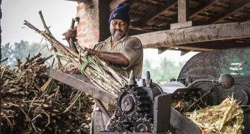 sugar production