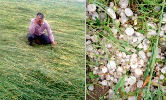 रबी फसलों के बंपर उत्पादन की उम्मीदों पर फिरा पानी