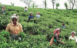 ASSAM TEA WORKER