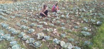 झारखंडः खेतों में सब्ज़ी बर्बाद