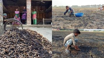 सैकड़ों बीघा गेहूं की तैयार फसल जलकर ख़ाक