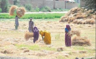 चरमराई कृषि