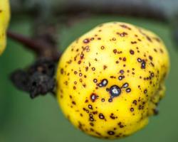 हिमाचल में एप्पल स्कैब महामारी का ख़तरा