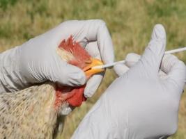 कोरोना वायरस के बीच एकबार फिर बढ़ा बर्ड फ्लू ख़तरा 