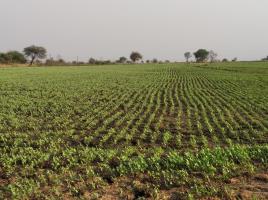 दाल आयात नीति से किसानों की छाती पर मूंग दल रही सरकार!