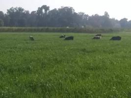 यूपी: बांदा में कर्ज़ में डूबे एक किसान ने आवारा मवेशियों से बर्बाद हो चुकी फसल से परेशान होकर ख़ुदकुशी की