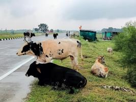 stray cattle