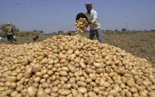 पश्चिम बंगाल: आलू की कीमत में भारी गिरावट, किसानों ने मांगा समर्थन मूल्य