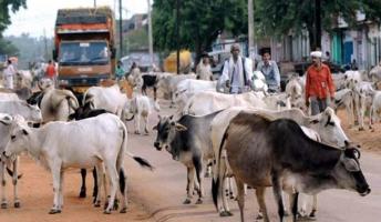 stray animals