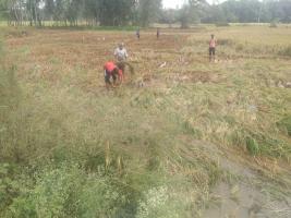 यूपीः फ़सलों की कटाई के समय हुई भारी बारिश ने किसानों को आर्थिक संकट में डाल दिया