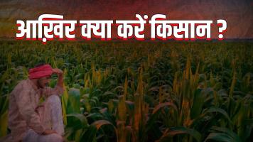 kisan msp