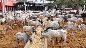 cows