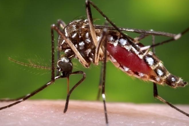 malaria 