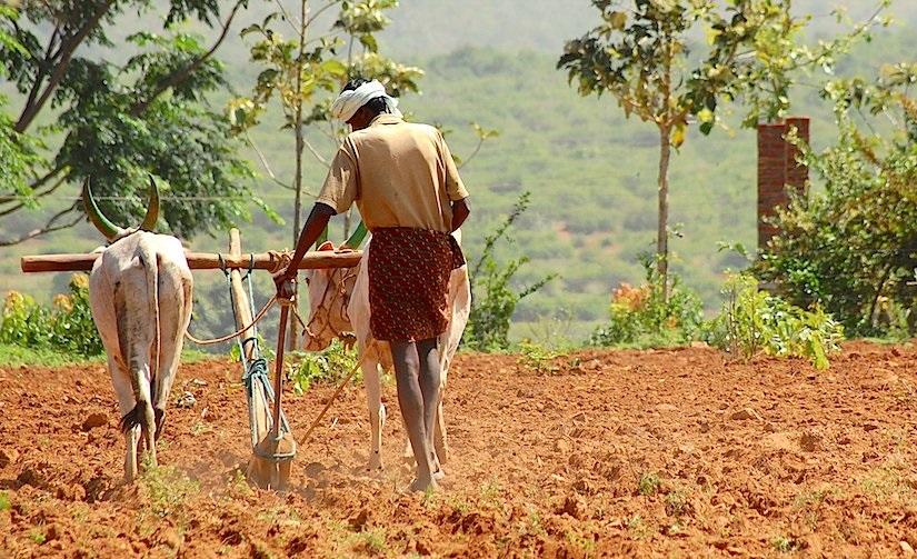 Farm export policy