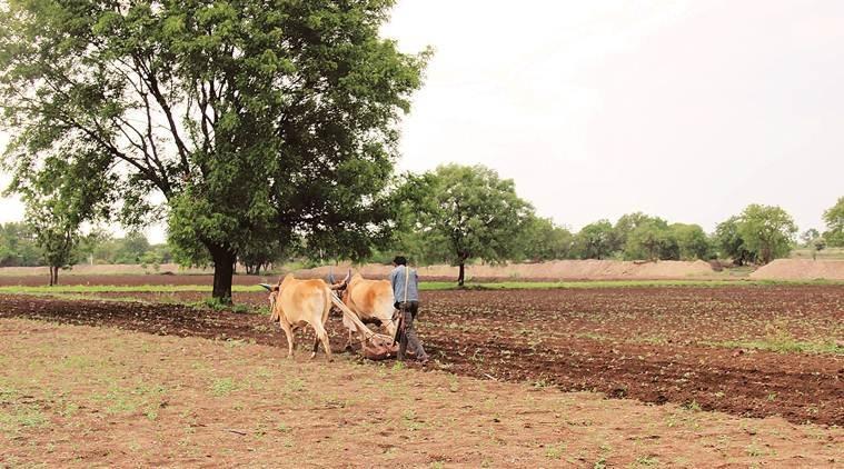 MSP in MP and rajasthan