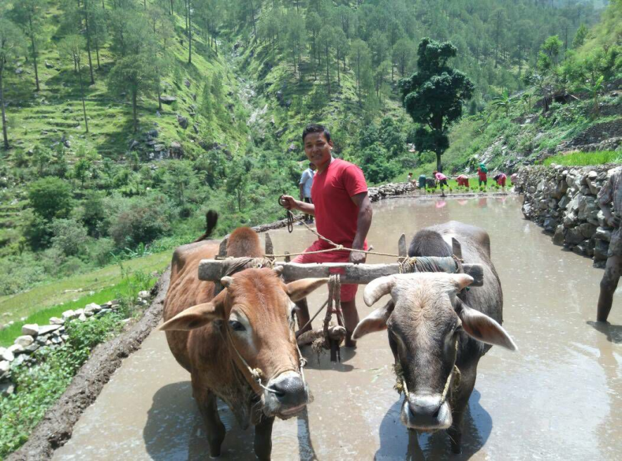 सांकेतिक तस्वीर