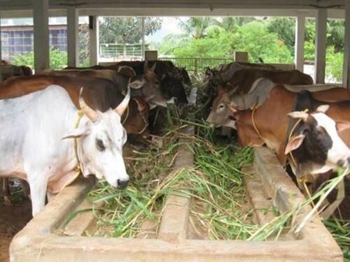 cow
