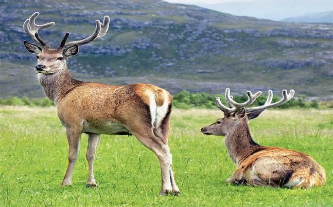 Kashmir's Red Stag hangul