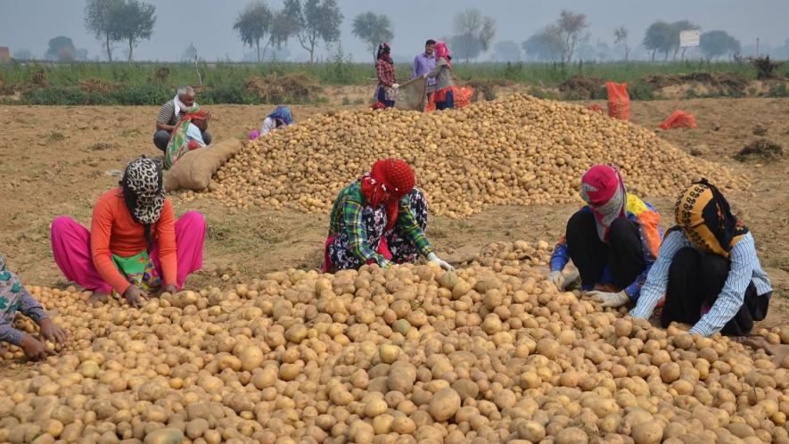 पेप्सीको और मोनसेंटो का फ़र्जी केस भारतीय किसानों पर हमला है