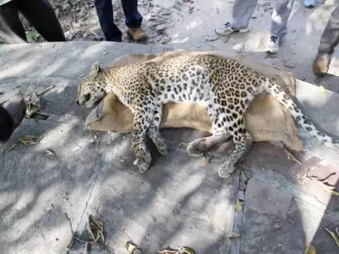 कान्हा टाइगर रिज़र्व में तेंदुए की मौत