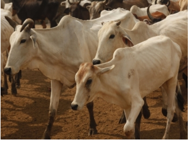 animal crises