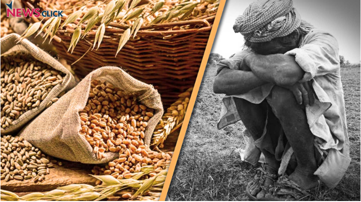wheat and rice