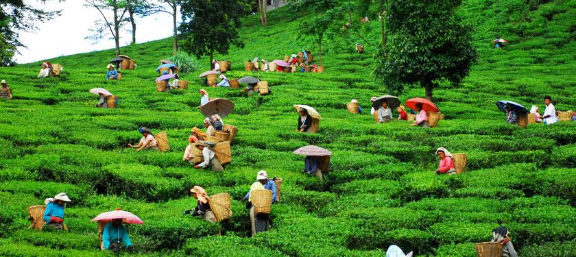 darjeeling