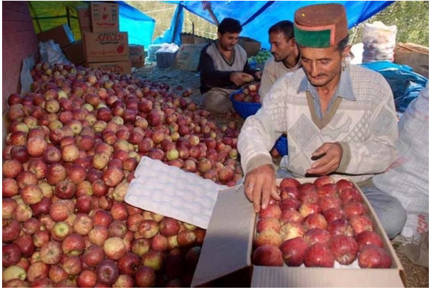 aaple farmer 