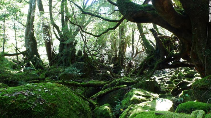 How Old Are Earth’s Forests