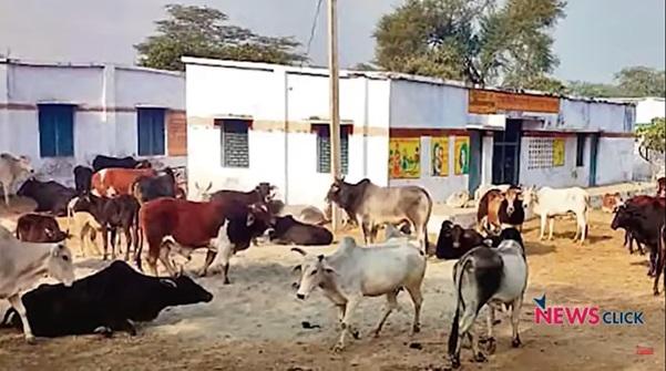 cow