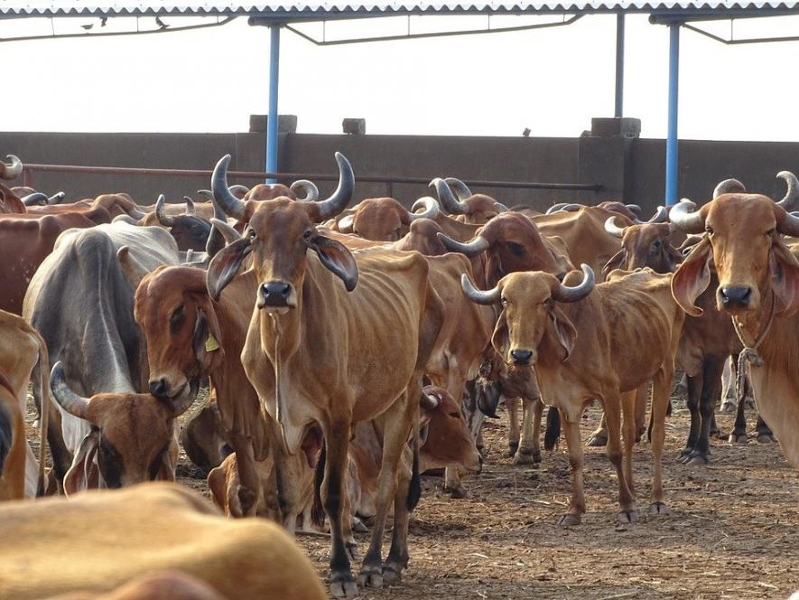 cow deaths